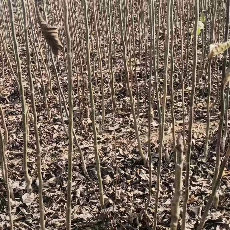 山东碧根果（美国山核）、新疆薄壳、纸皮核桃