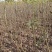 山东碧根果（美国山核）、新疆薄壳、纸皮核桃