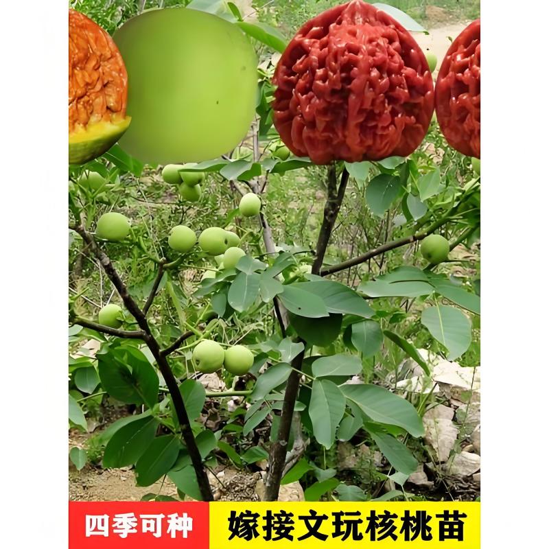 山东碧根果（美国山核）、新疆薄壳、纸皮核桃