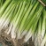 净葱1.2每斤