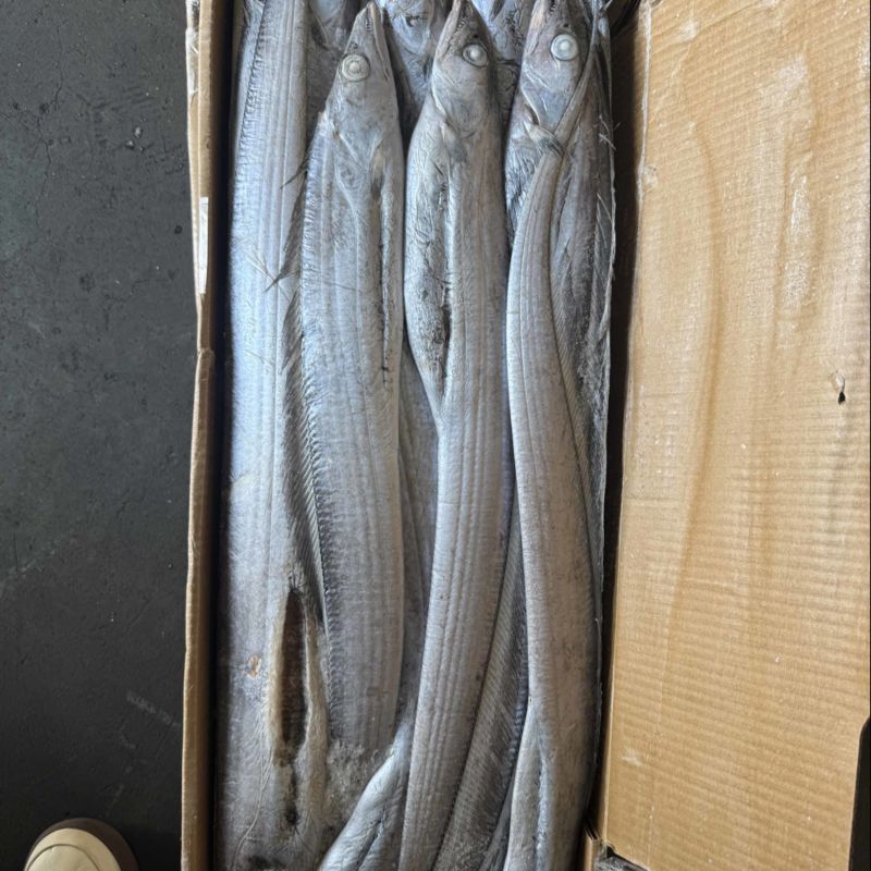 灯光船冻带鱼6-9两通货