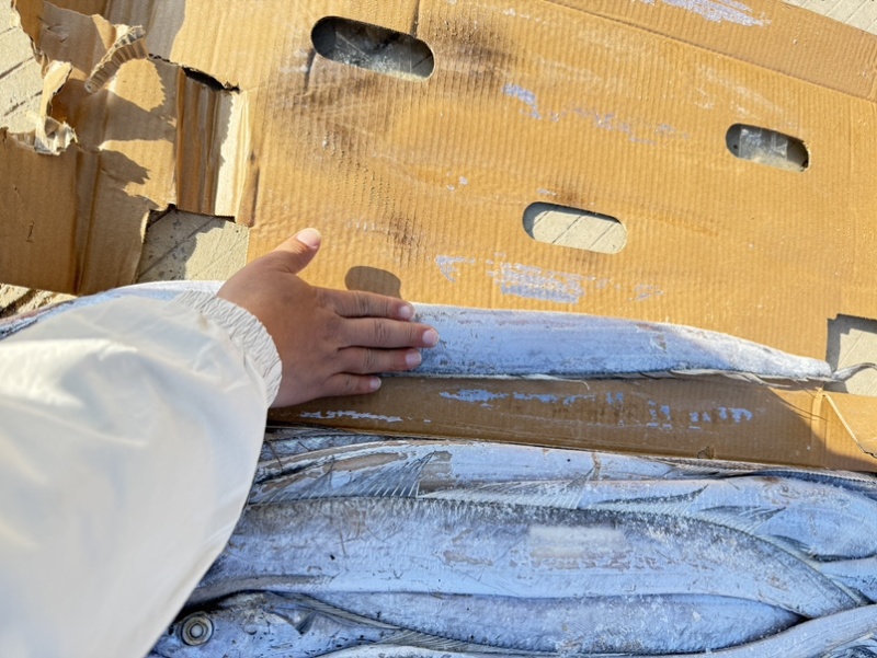灯光船冻带鱼6-9两通货
