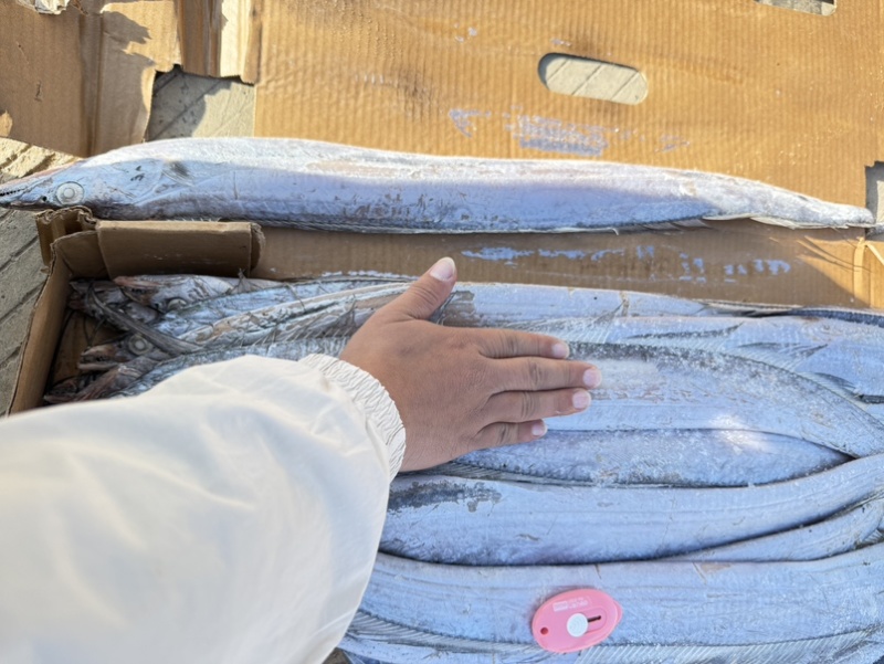 灯光船冻带鱼6-9两通货