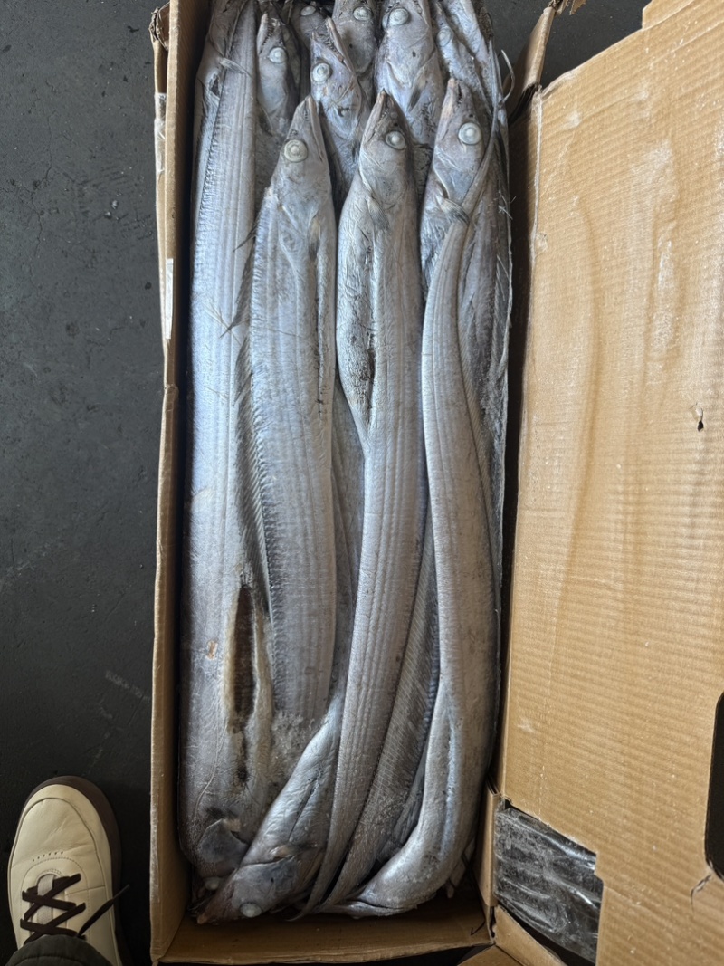 灯光船冻带鱼6-9两通货