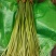 沂蒙山优质蒜苔大量上市，欢迎各位老板光临