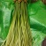沂蒙山优质蒜苔大量上市，欢迎各位老板光临