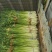 沂蒙山优质蒜苔大量上市，欢迎各位老板光临