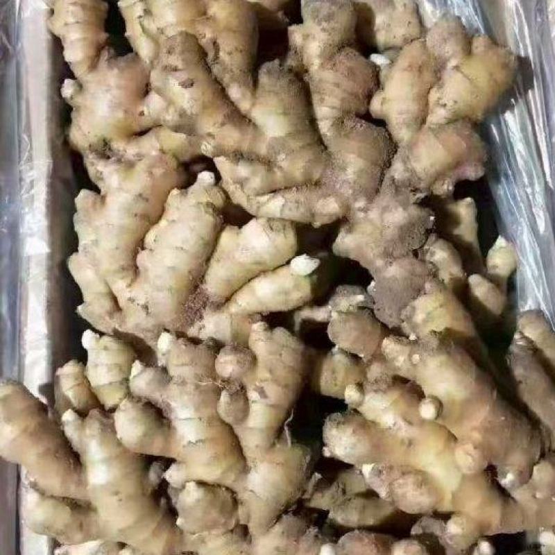 广东大黄姜大玉姜新鲜