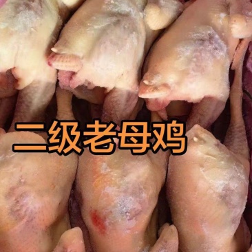 二级老母鸡