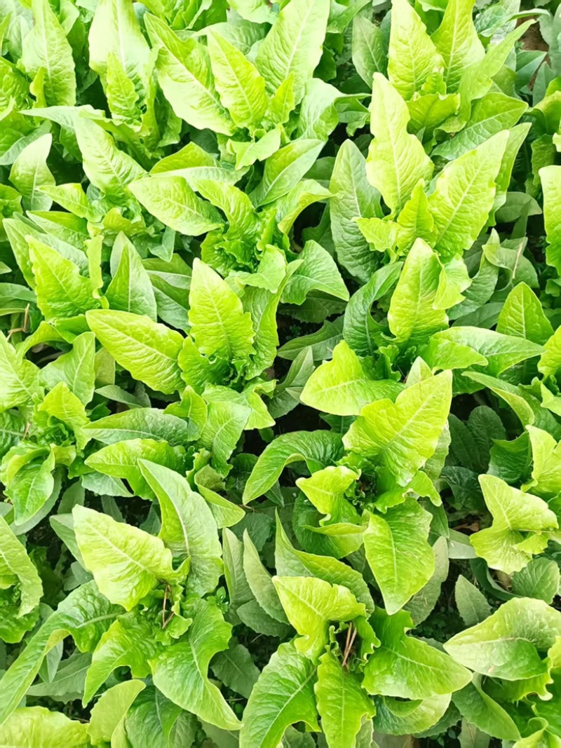 【精品】精品油麦，产地直供，货源足，量大优惠，全国发货。