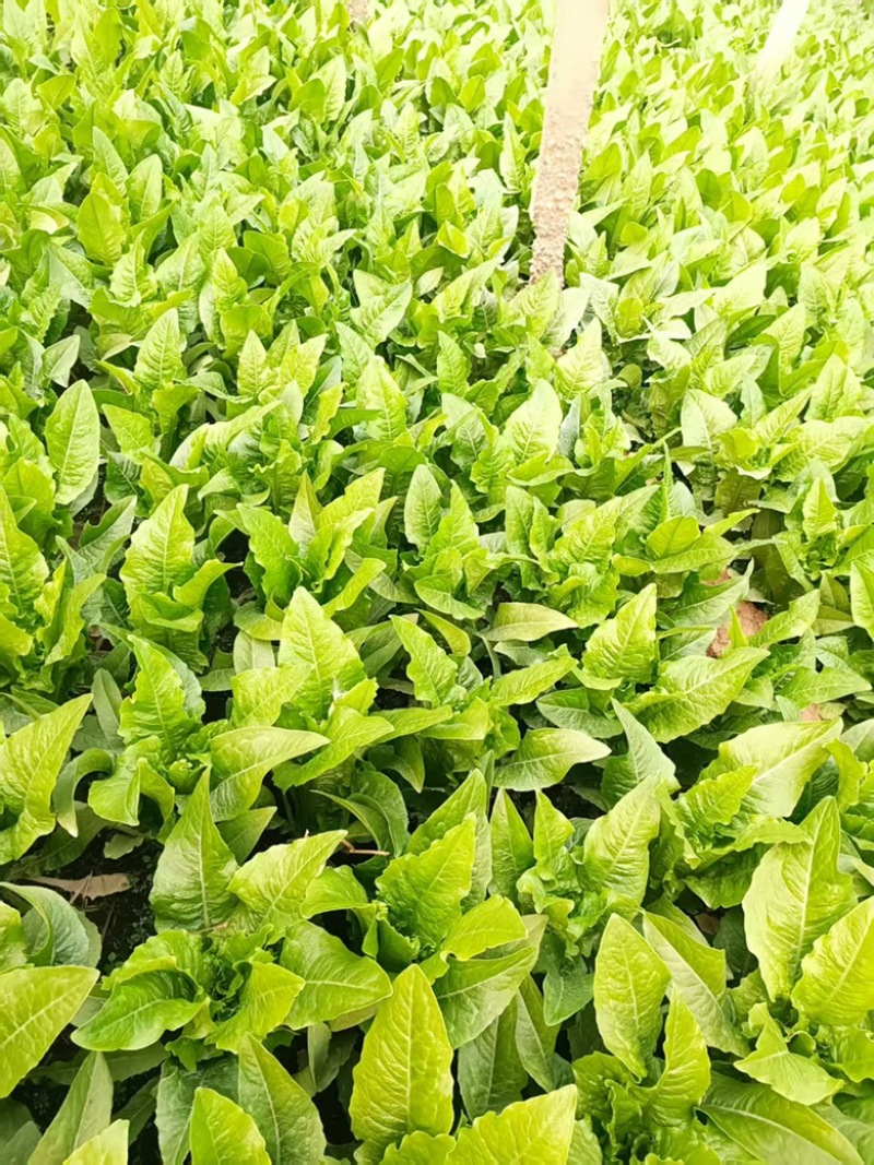 【精品】精品油麦，产地直供，货源足，量大优惠，全国发货。