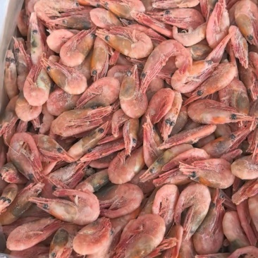 新到90/120轻微北极虾，10斤，**便宜，电商平