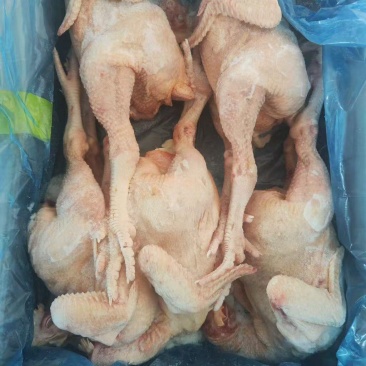 鸡肉