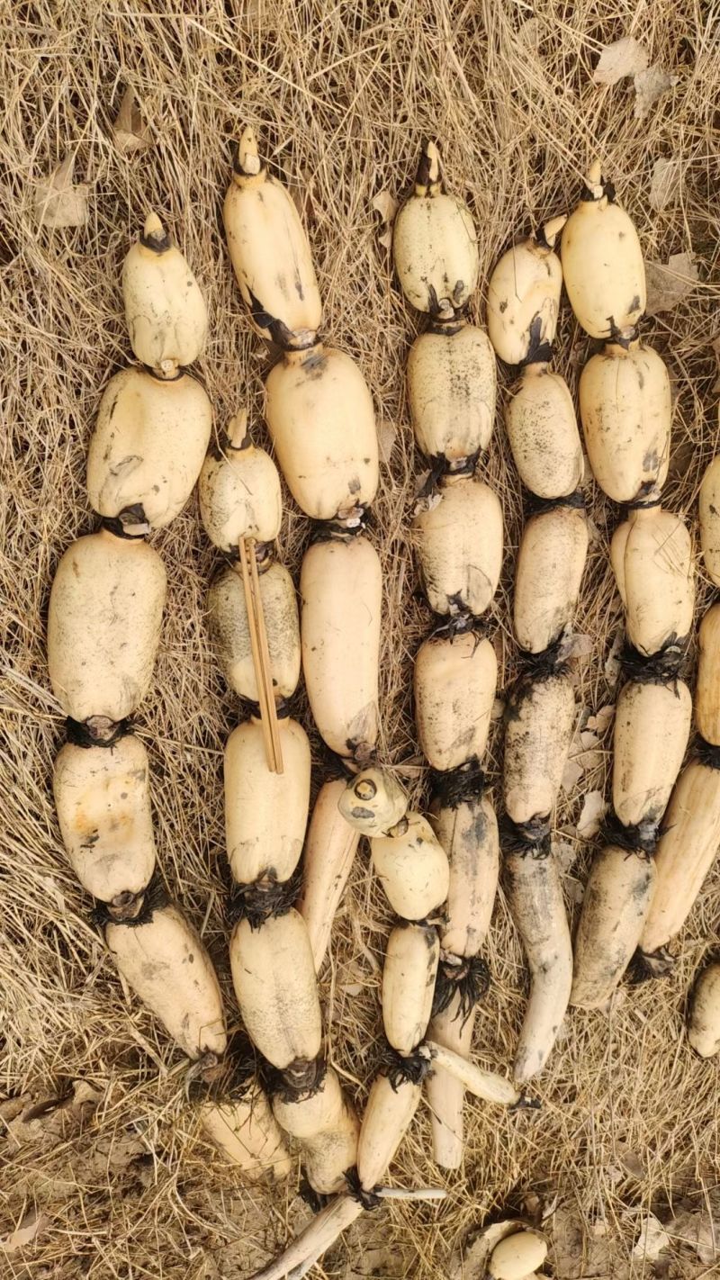 有莲藕看上的联系