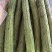 优质黄瓜顶花带刺新鲜上市欢迎新老朋友前来选购