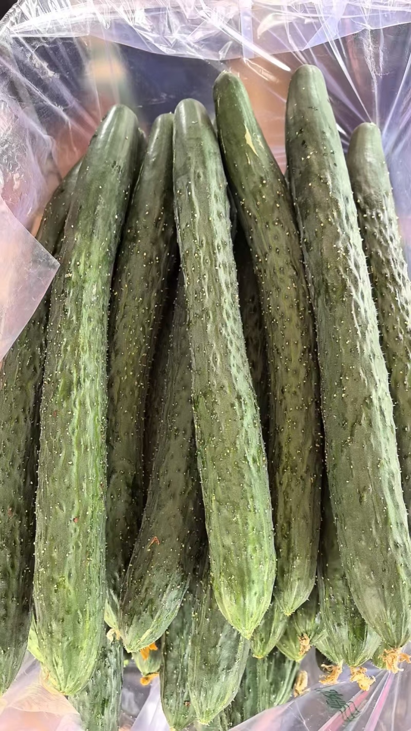 优质黄瓜顶花带刺新鲜上市欢迎新老朋友前来选购