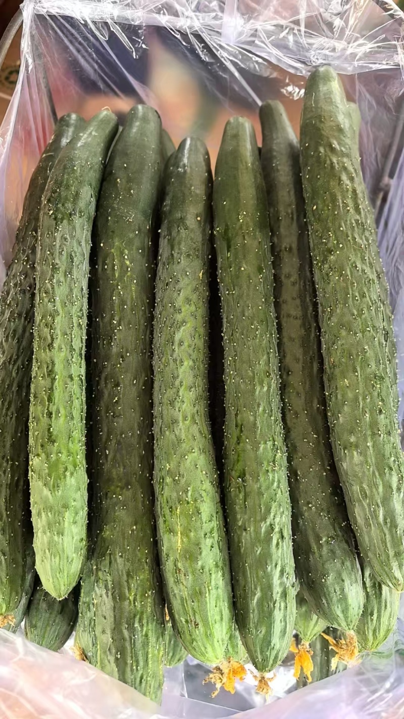 优质黄瓜顶花带刺新鲜上市欢迎新老朋友前来选购
