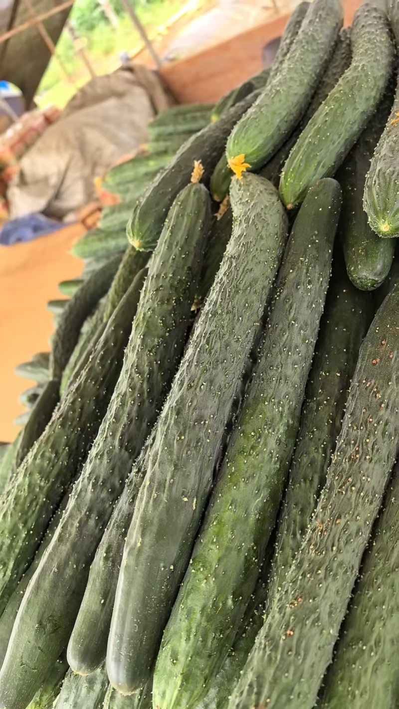 优质黄瓜顶花带刺新鲜上市欢迎新老朋友前来选购