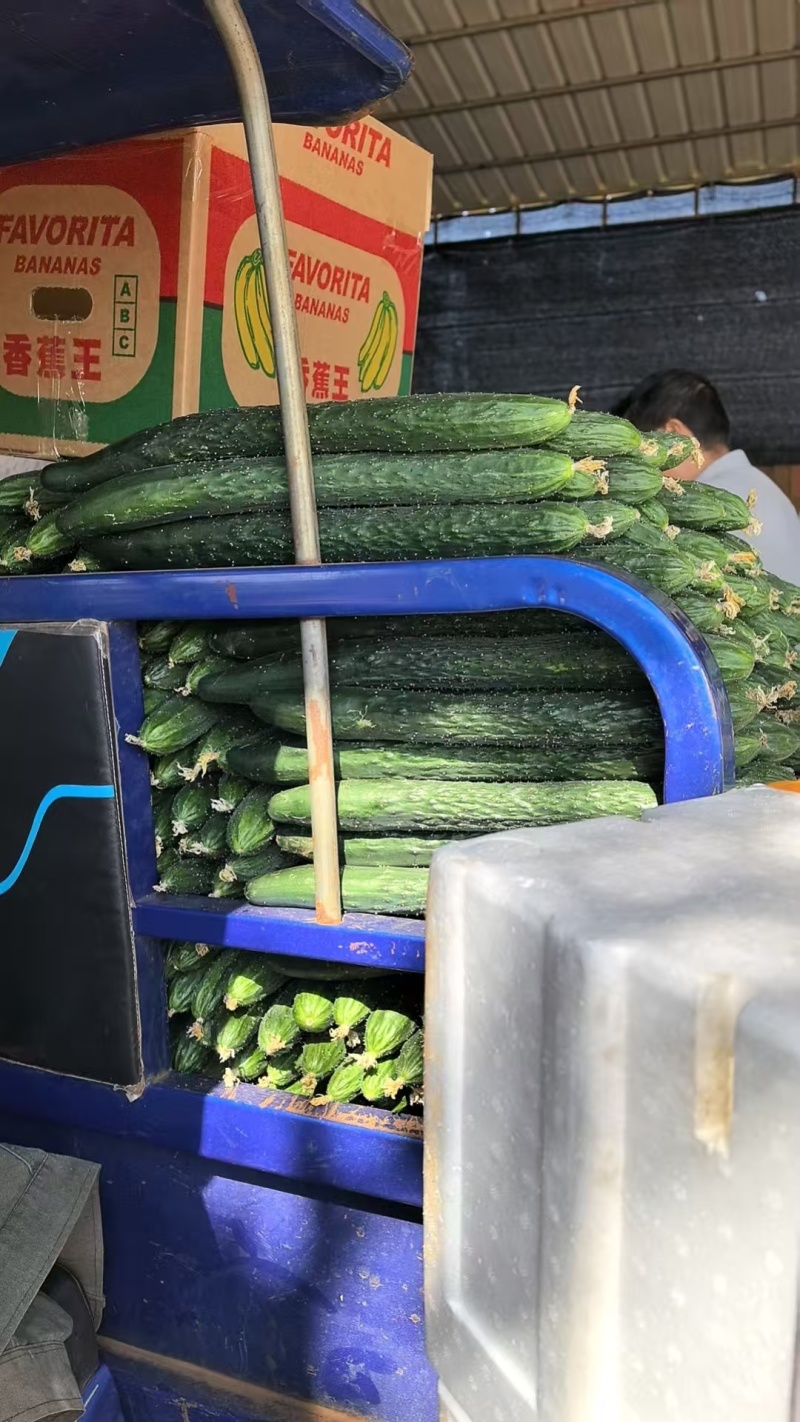 优质黄瓜顶花带刺新鲜上市欢迎新老朋友前来选购