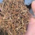 龙胆草药材批发各种规格龙胆草质量保证量大从优