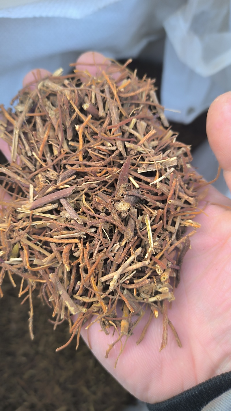 龙胆草药材批发各种规格龙胆草质量保证量大从优