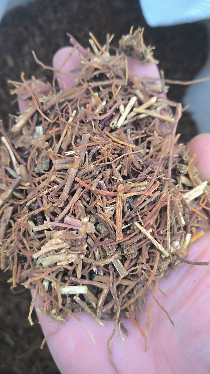 龙胆草药材批发各种规格龙胆草质量保证量大从优