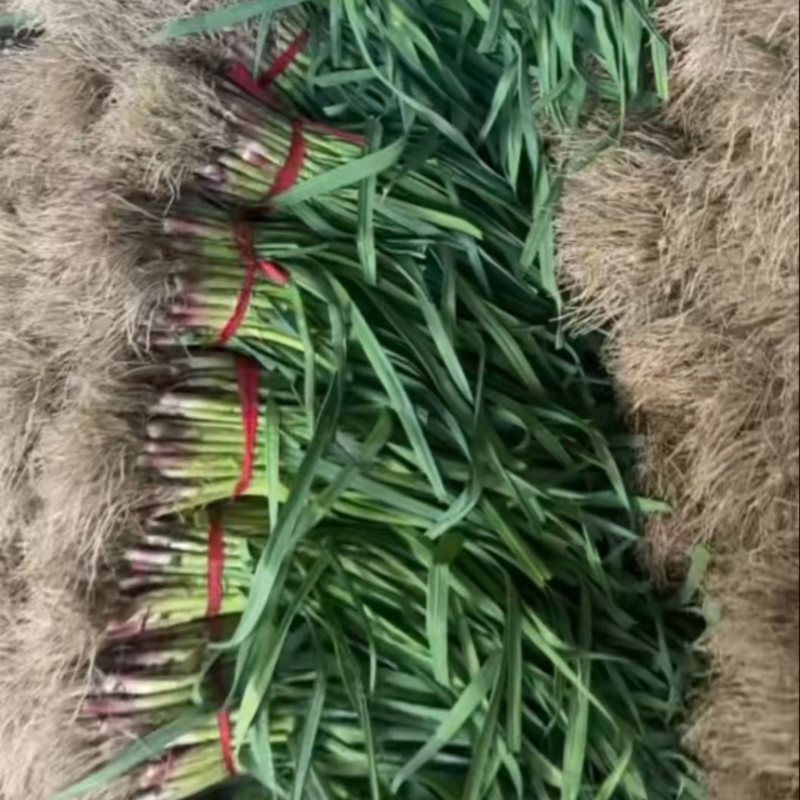 青蒜苗
