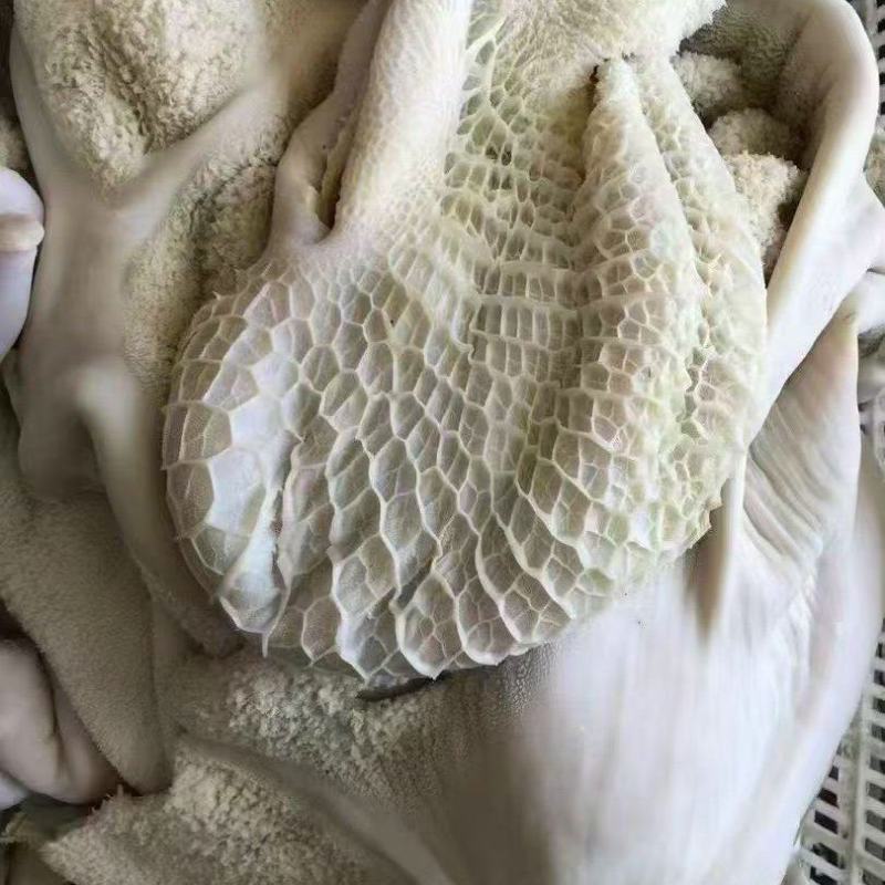 生牛肚