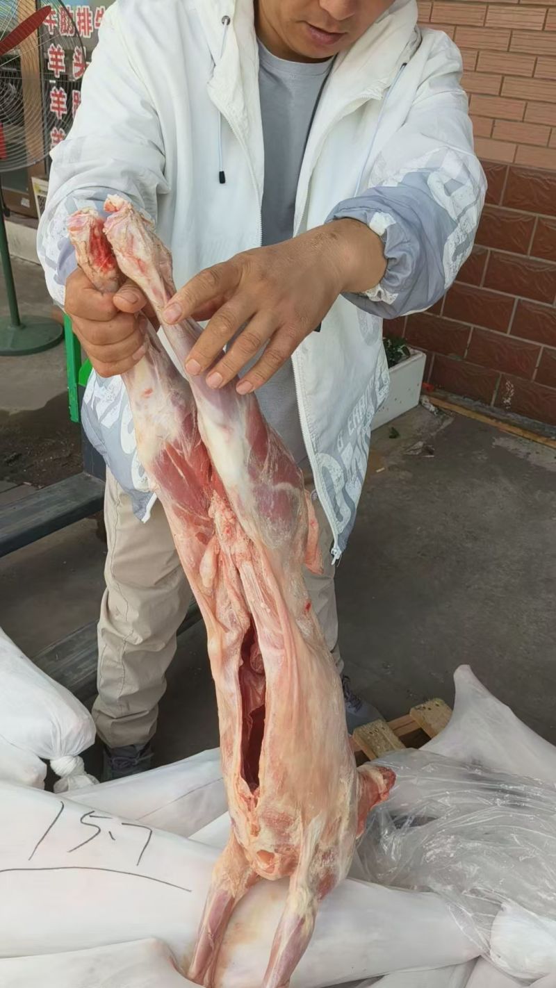 直条羊