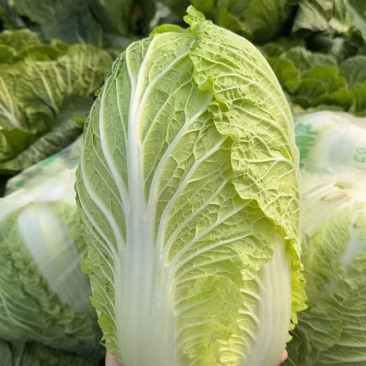 湖北荆门本地黄心大白菜个头均匀好看，规格23456
