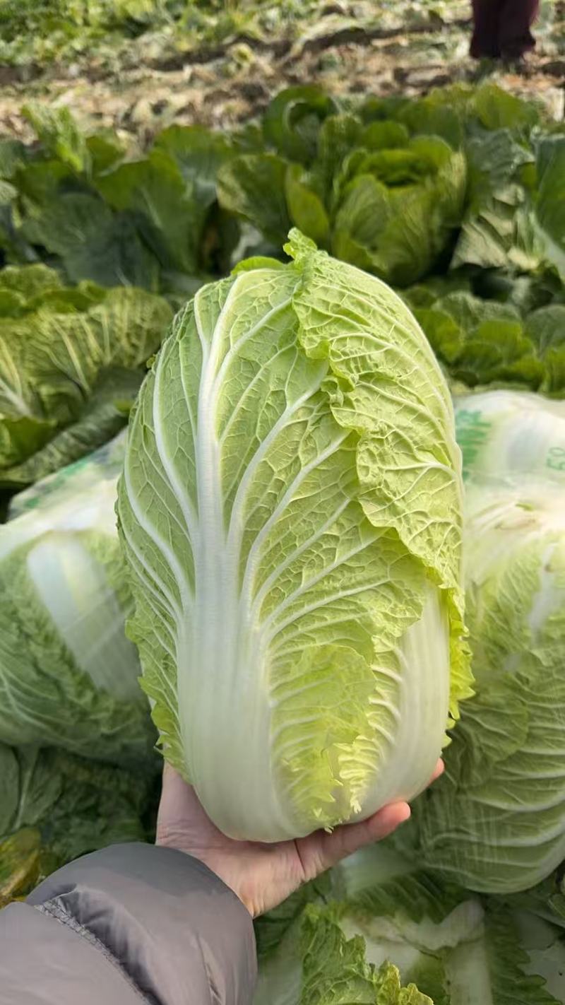 湖北荆门本地黄心大白菜个头均匀好看，规格23456