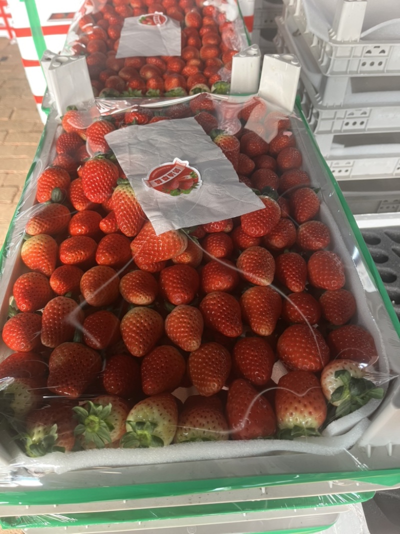 天仙醉草莓