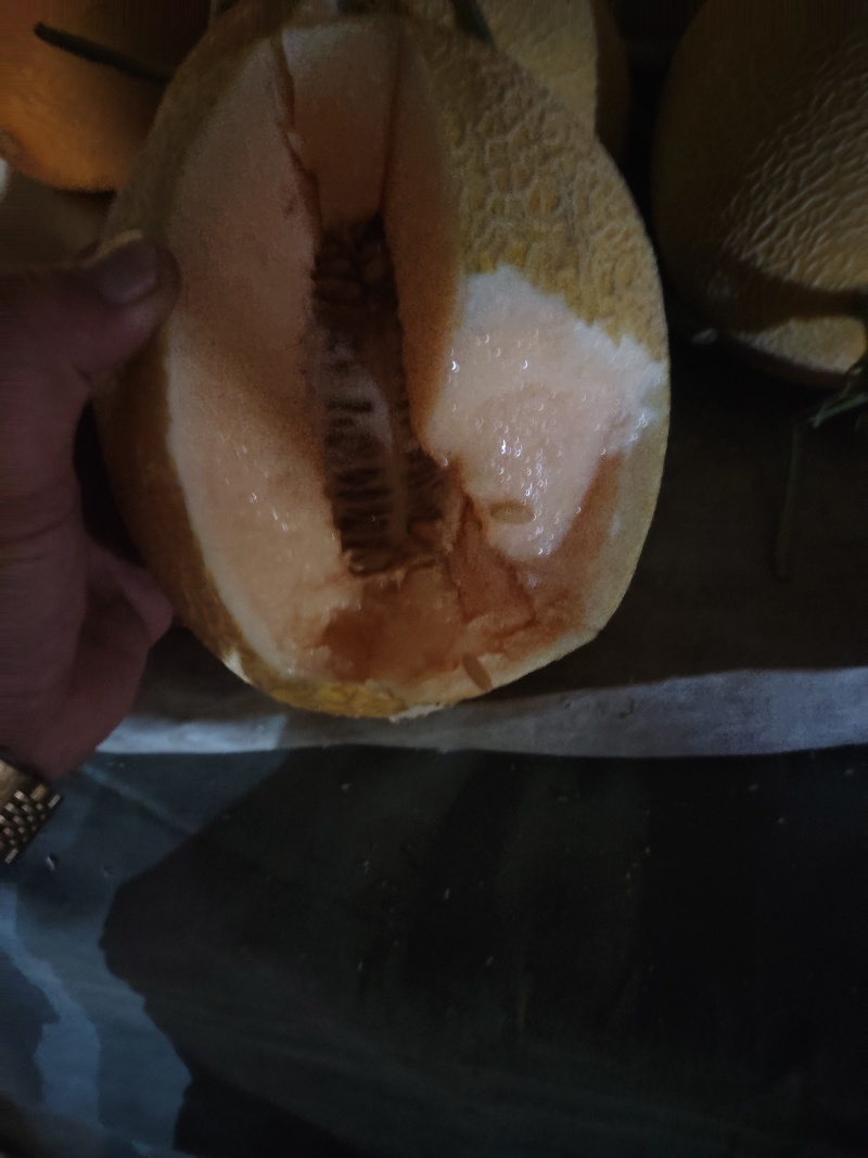 凤金6号海南哈密瓜/产地直发/实力代办欢迎来电