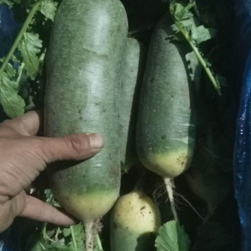 潍坊萝卜现拔新鲜