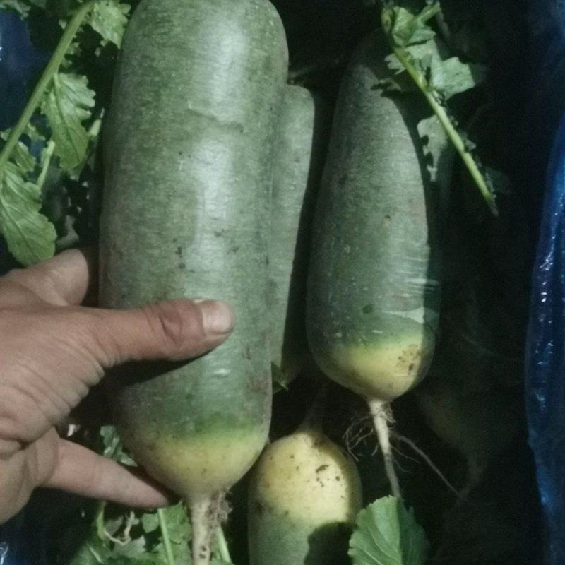 潍坊萝卜现拔新鲜