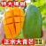 大青芒金煌芒青皮芒一件代发包邮10斤装