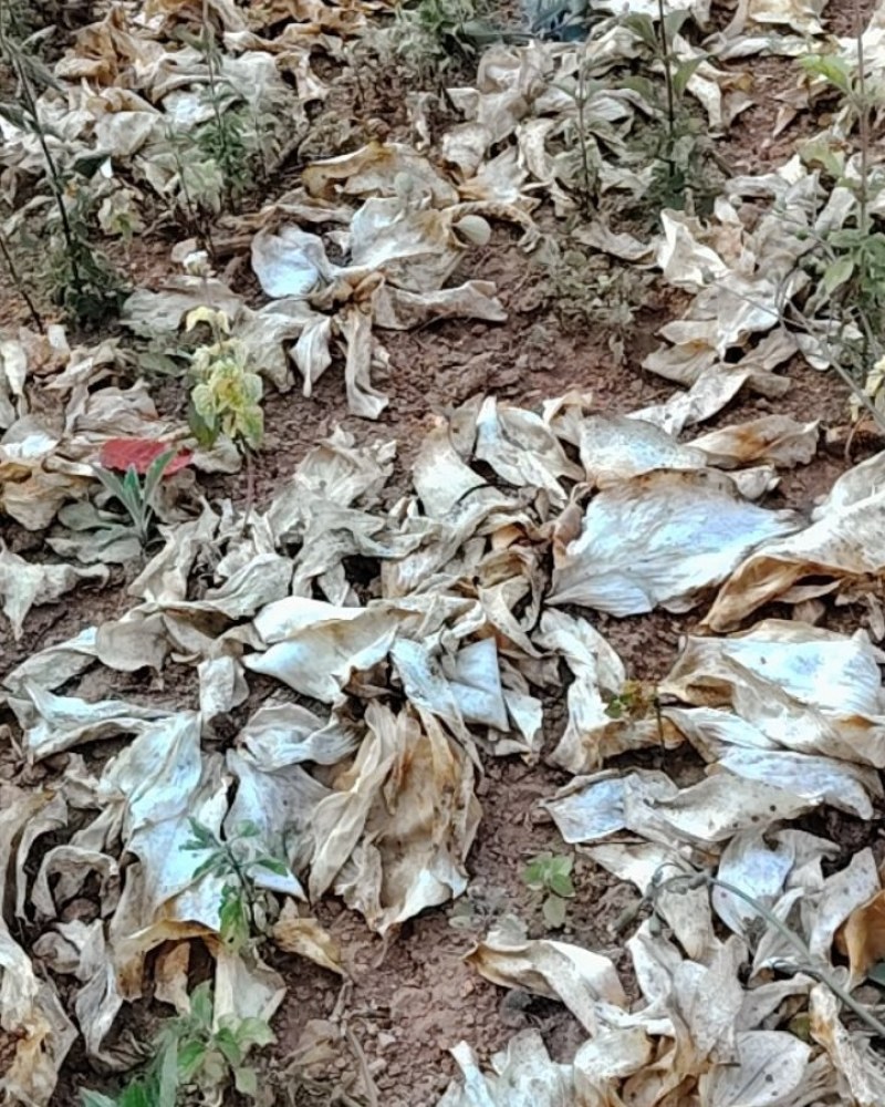 沙姜