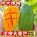 大青芒金煌芒青皮芒一件代发包邮10斤装