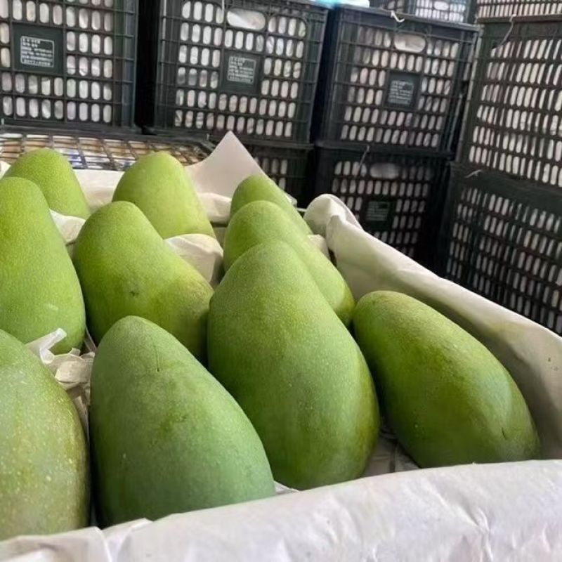 大青芒金煌芒青皮芒一件代发包邮10斤装