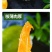 大青芒金煌芒青皮芒一件代发包邮10斤装