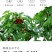 5斤原箱礼盒车厘子一件代发直播团购批发