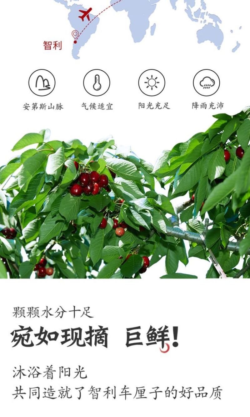 5斤原箱礼盒车厘子一件代发直播团购批发