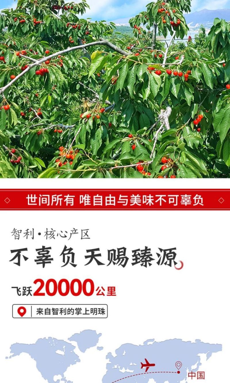 5斤原箱礼盒车厘子一件代发直播团购批发