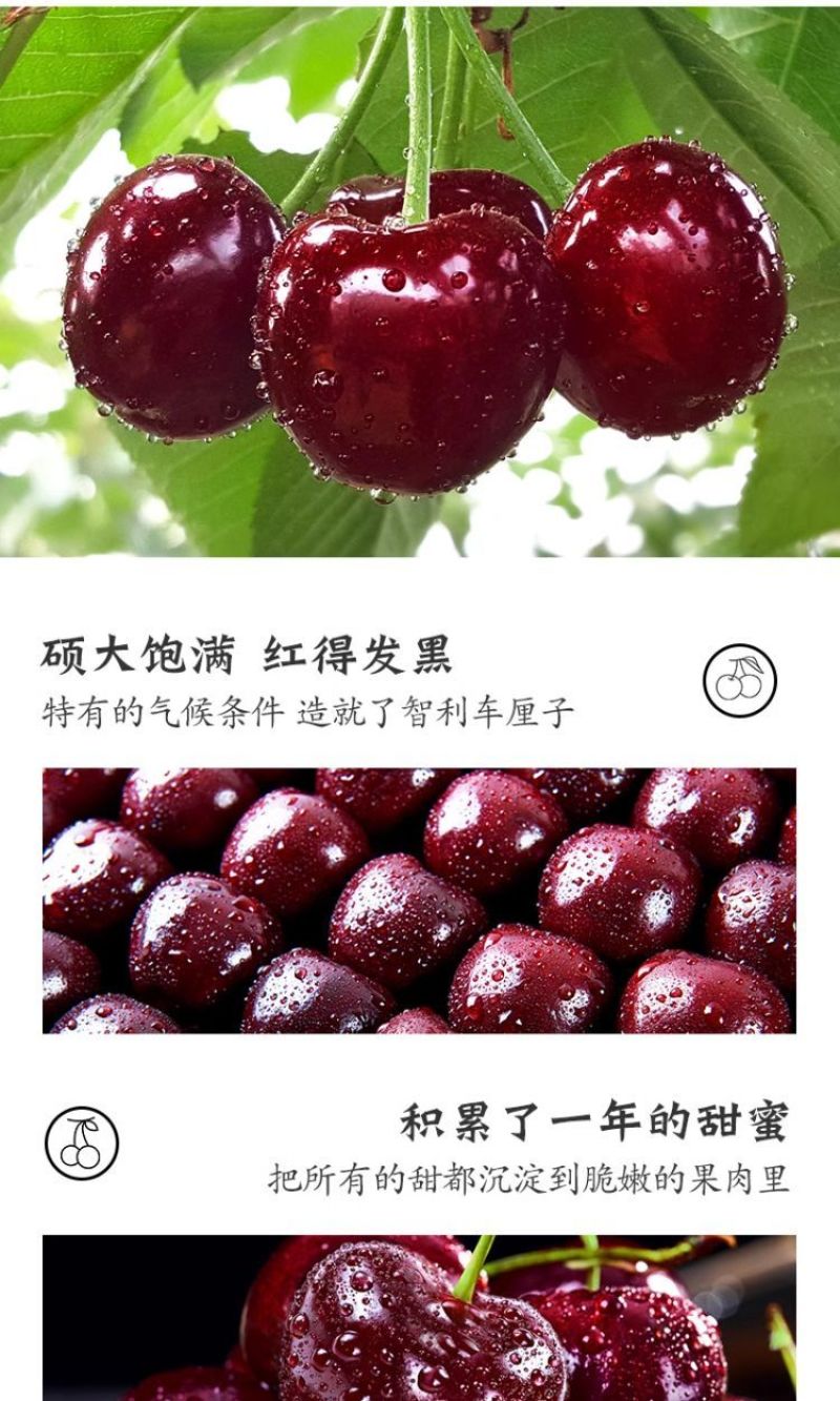 5斤原箱礼盒车厘子一件代发直播团购批发