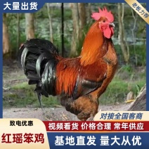 巨型九斤红红玉大红公鸡红瑶鸡大型公鸡支持视频选货