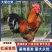 红瑶笨鸡/产区直发/山东济宁嘉祥基地发货/规格齐全