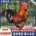红瑶笨鸡/产区直发/山东济宁嘉祥基地发货/规格齐全