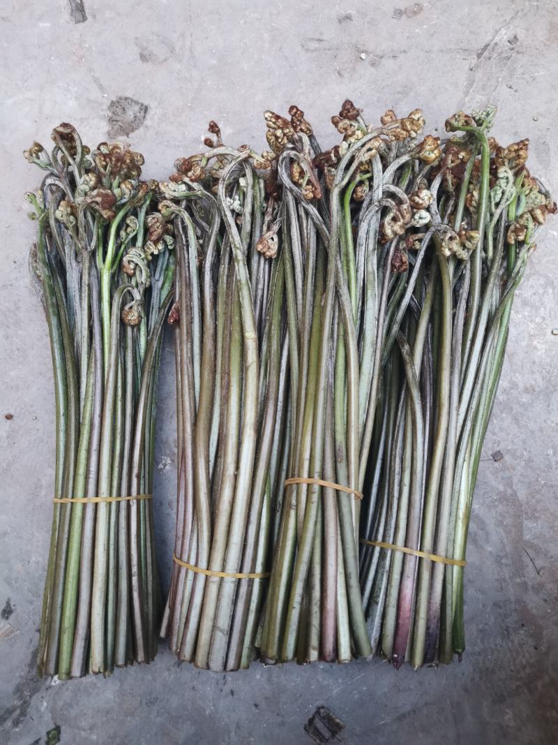 蕨菜，甜蕨菜，白蕨菜