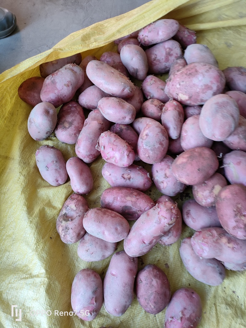 青薯9号土豆三两以上精品，三两以上精品。