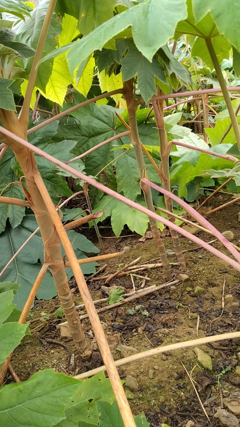 大通草苗